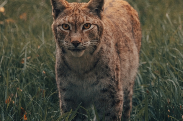 pexels-david-selbert-7516963