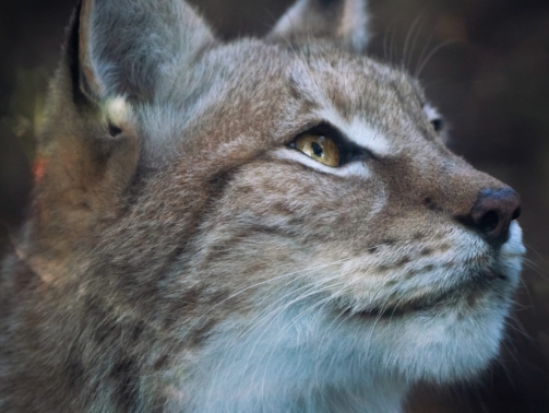 pexels-gabriele-brancati-7017306