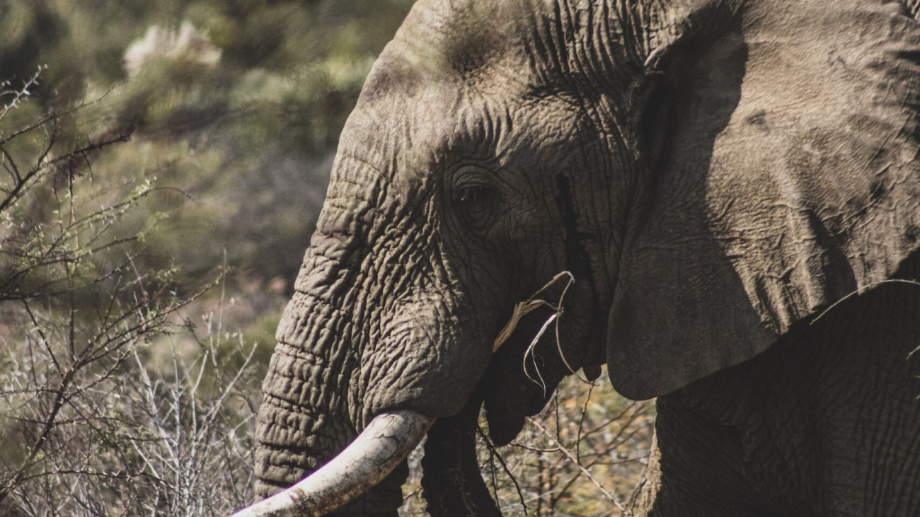 pexels-yiğit-karaali̇oğlu-13434200