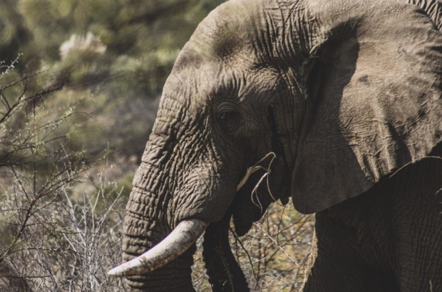 pexels-yiğit-karaali̇oğlu-13434200