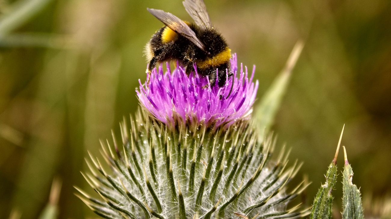 pexels-michelle-reeves-2662156