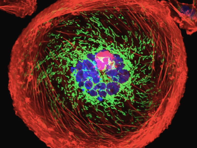 national-cancer-institute-pX_cWEBhzZQ-unsplash