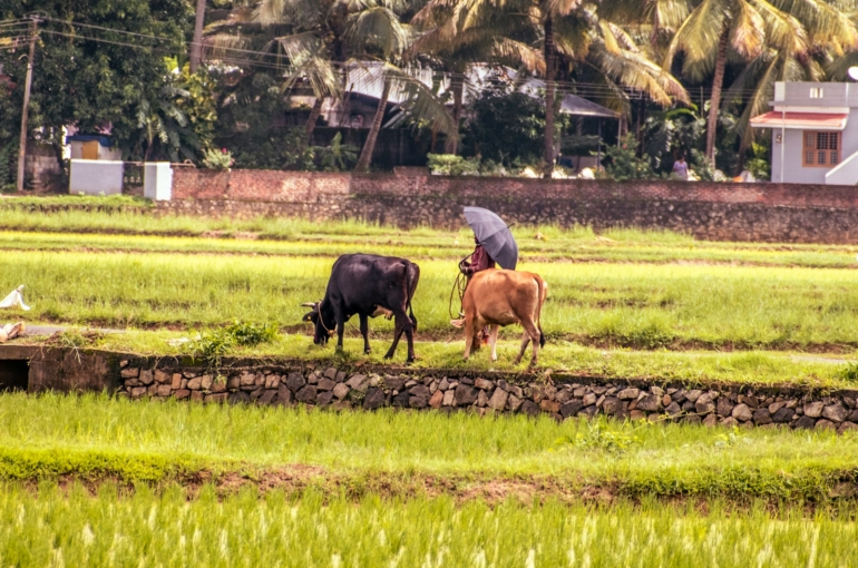 aboodi-vesakaran-AnFtfOFFL6o-unsplash