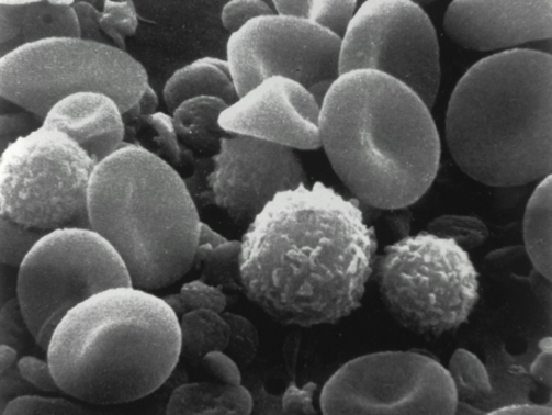 national-cancer-institute-8jfIIrkHeII-unsplash