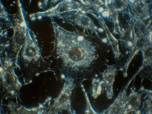 national-cancer-institute-ERdyFahv-GU-unsplash