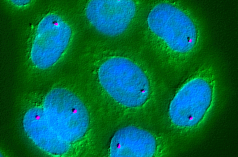 national-cancer-institute-dMZC6hdobnk-unsplash