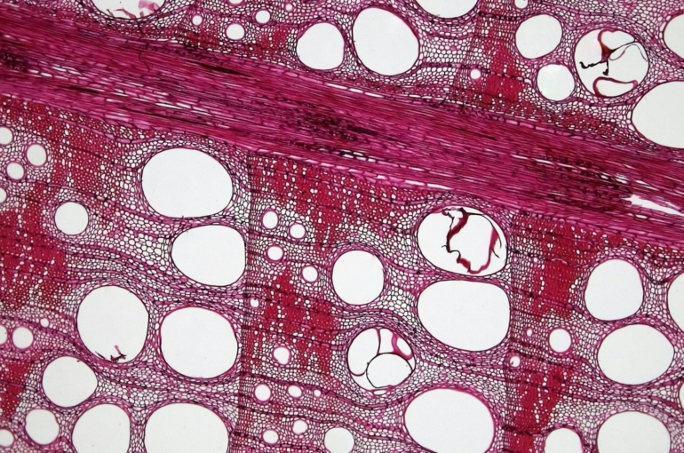 bioscience-image-library-by-fayette-reynolds-NbgkctikAlE-unsplash