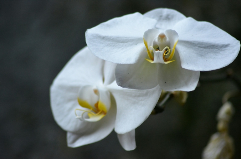 mochamad-arief-K1NSLWs3Gv0-unsplash