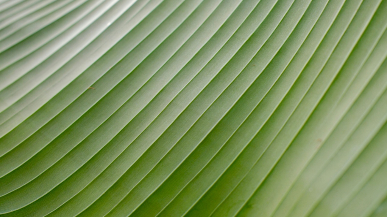 jasper-kijk-in-de-vegte-MKI9Fj52Dao-unsplash