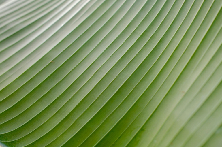 jasper-kijk-in-de-vegte-MKI9Fj52Dao-unsplash