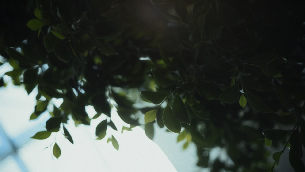 photo-1753302300239-29718e016030