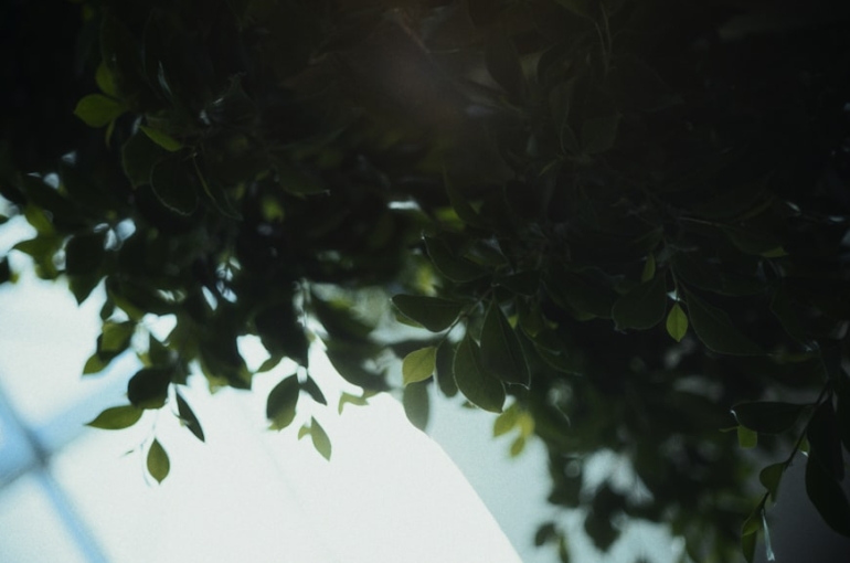 photo-1753302300239-29718e016030