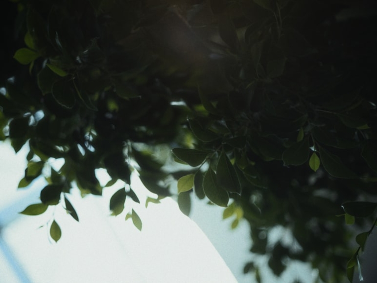 photo-1753302300239-29718e016030