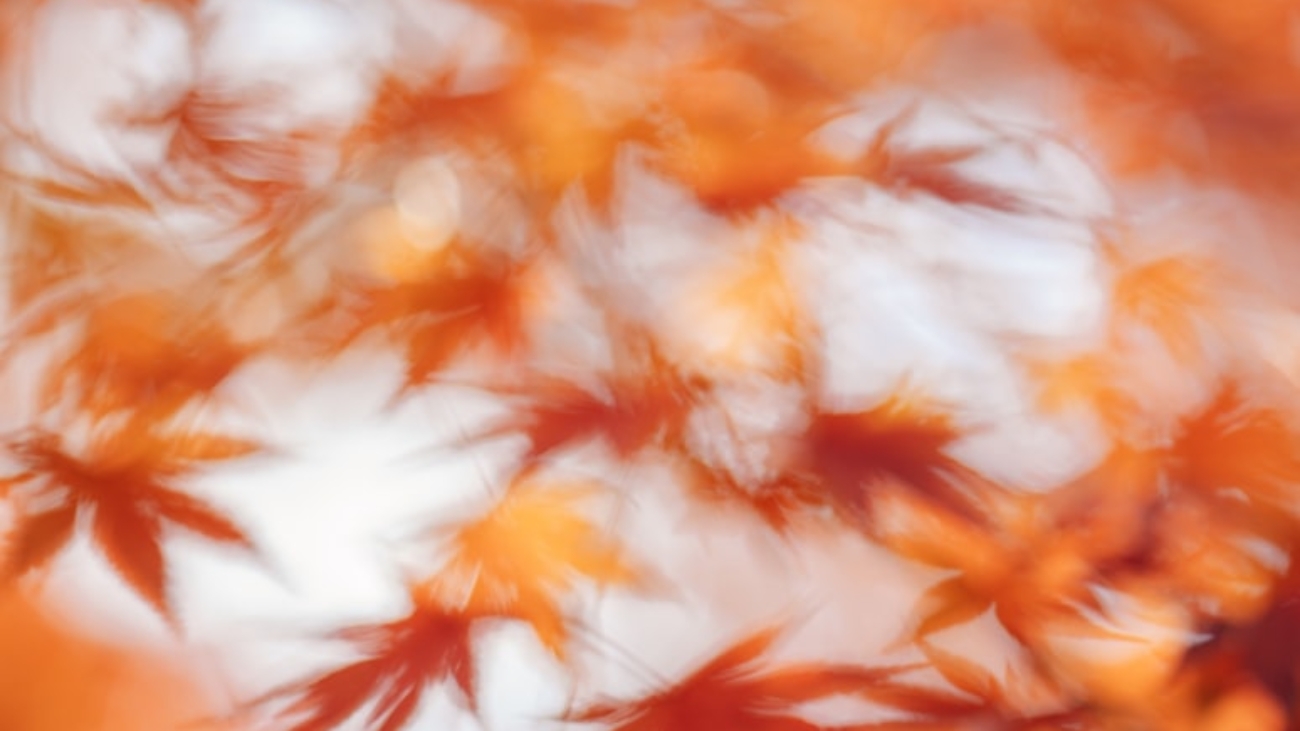 photo-1763114763403-06039d20bfa8