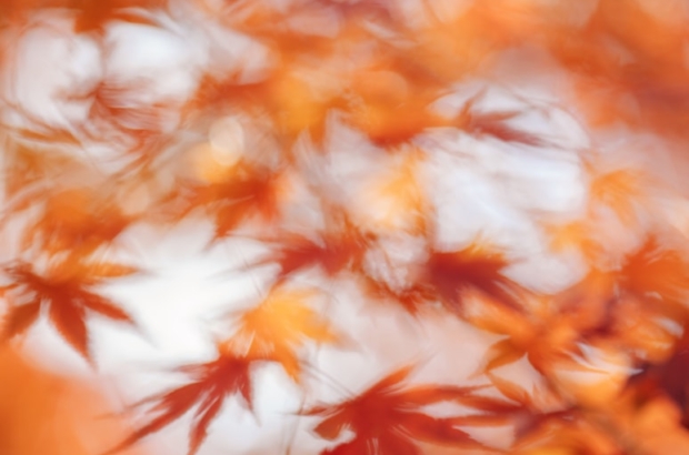 photo-1763114763403-06039d20bfa8