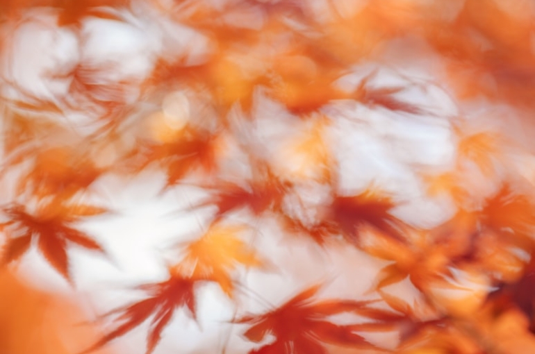 photo-1763114763403-06039d20bfa8