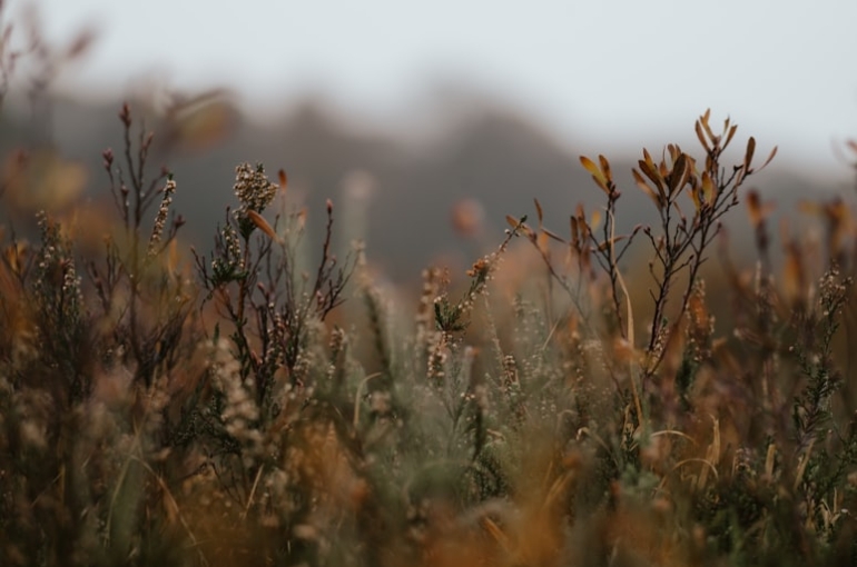 premium_photo-1669842468220-1aab378c7321