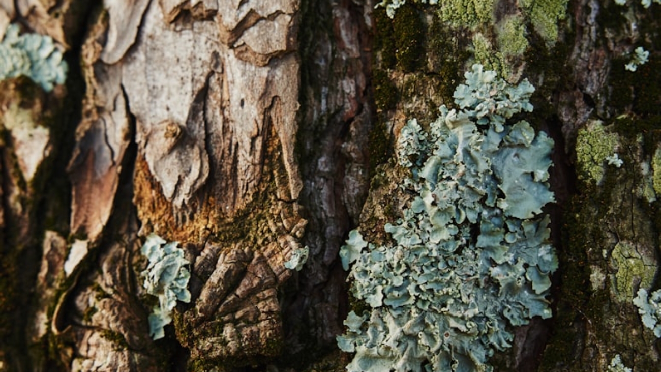 premium_photo-1673102663366-eb9d9b1676cd