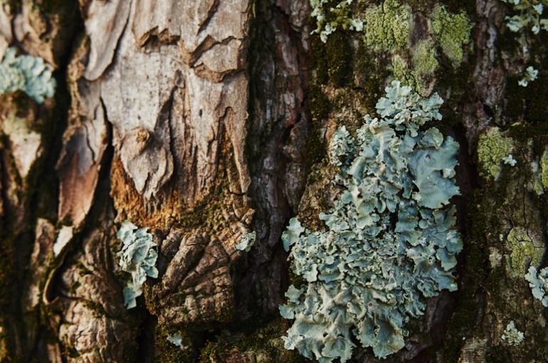 premium_photo-1673102663366-eb9d9b1676cd