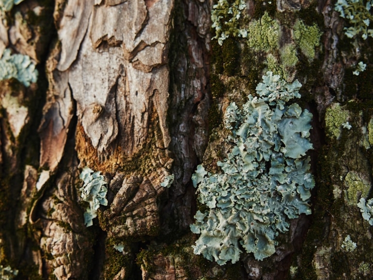 premium_photo-1673102663366-eb9d9b1676cd