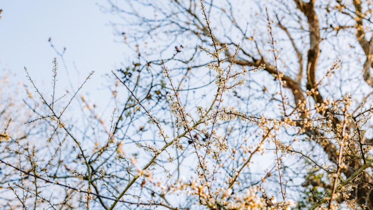 premium_photo-1743403009711-ea1801b1b658