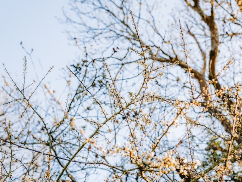 premium_photo-1743403009711-ea1801b1b658