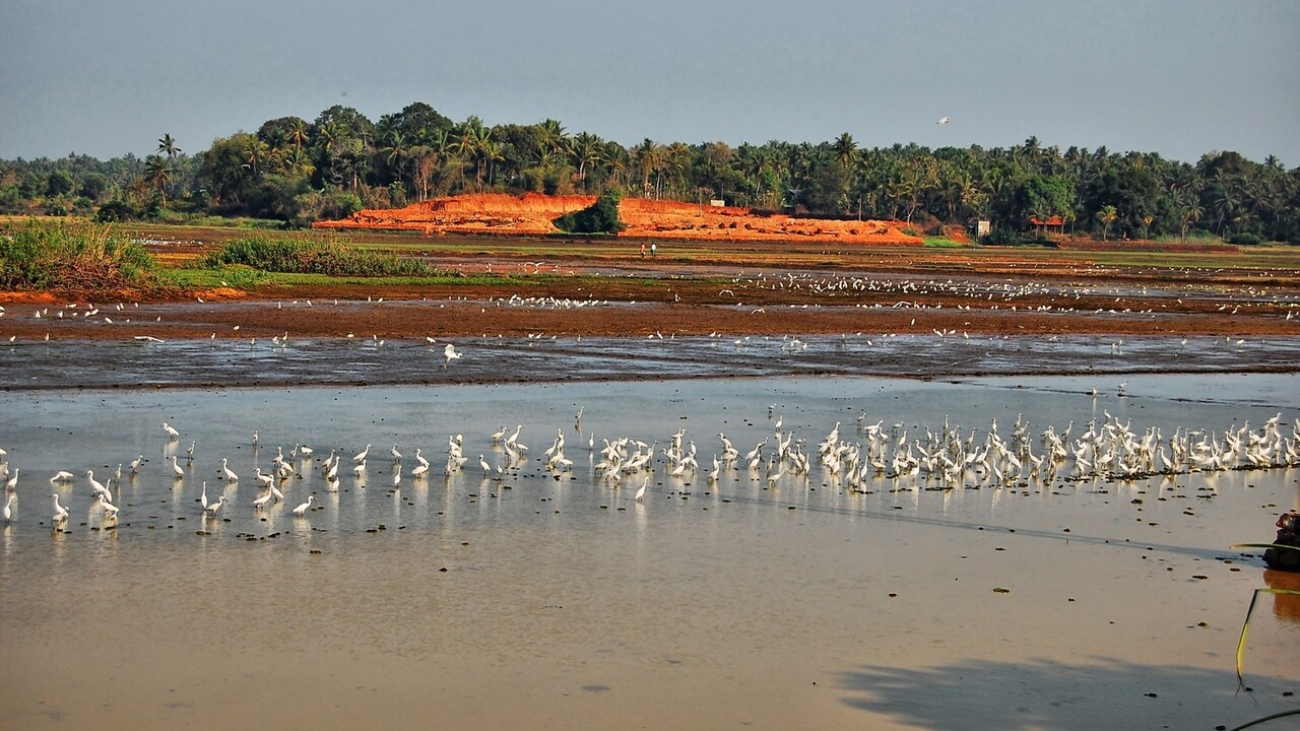 Koal_fileds_of_Thrissur