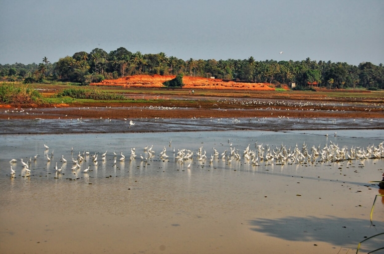 Koal_fileds_of_Thrissur