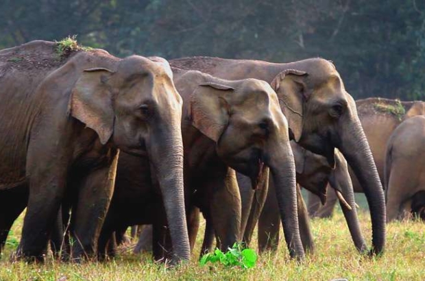 Parambikulam_Wildlife_Sanctuary-18022020054143