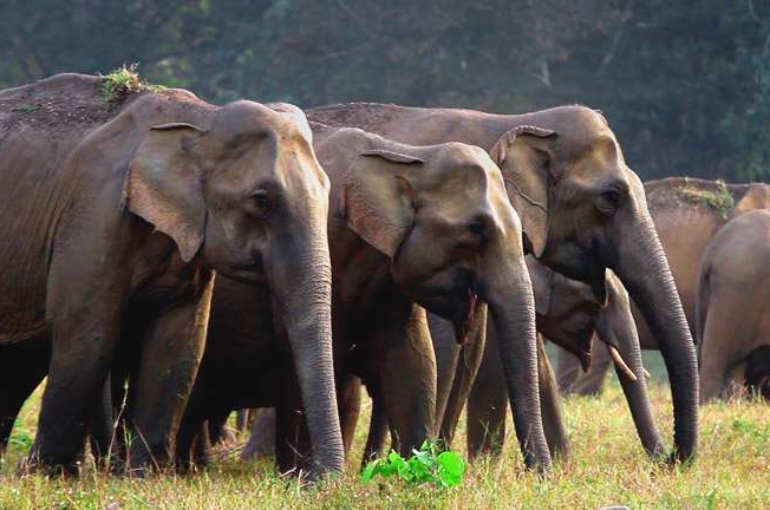 Parambikulam_Wildlife_Sanctuary-18022020054143