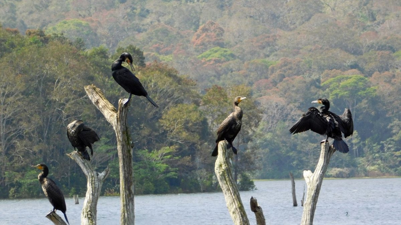 Periyar National Park-1688539236849