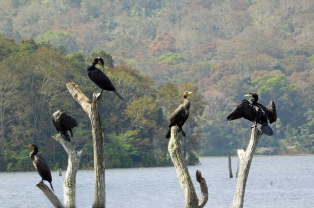 Periyar National Park-1688539236849