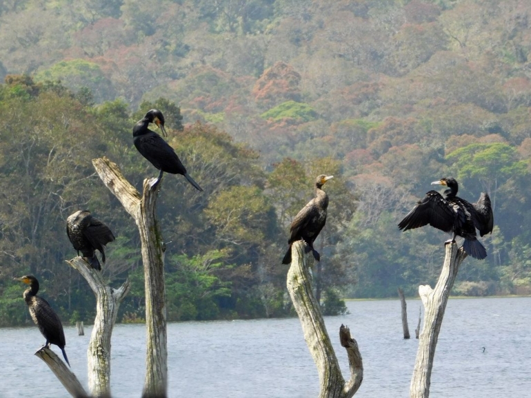 Periyar National Park-1688539236849