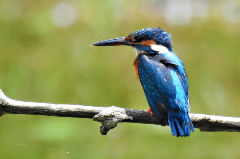 Riverkingfisher_by_irvin_DSCN0146