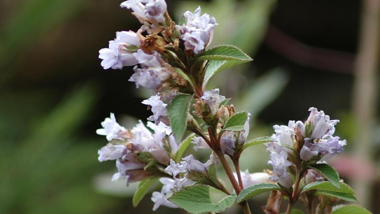 Strobilanths_kunthiana