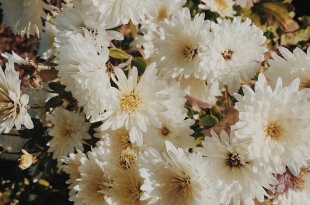 photo-1460039230329-eb070fc6c77c