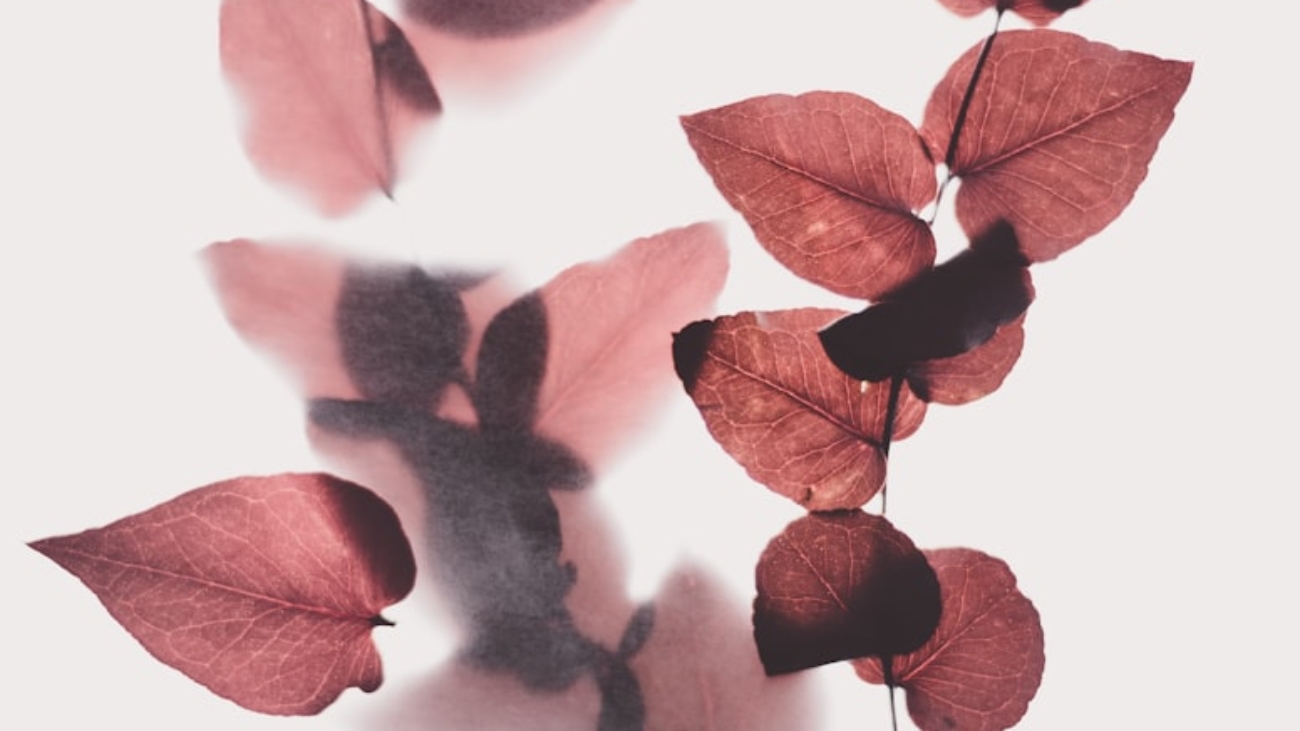 photo-1545147986-a9d6f2ab03b5