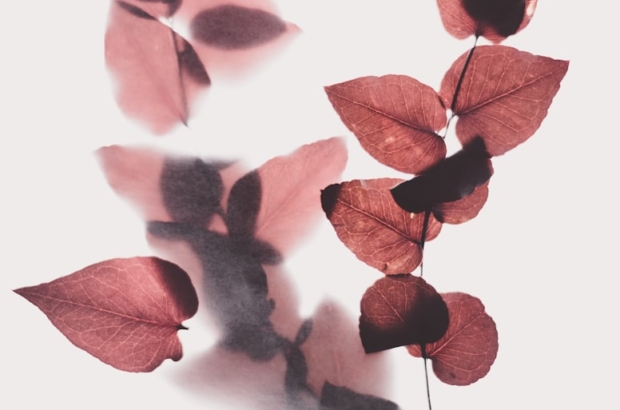 photo-1545147986-a9d6f2ab03b5