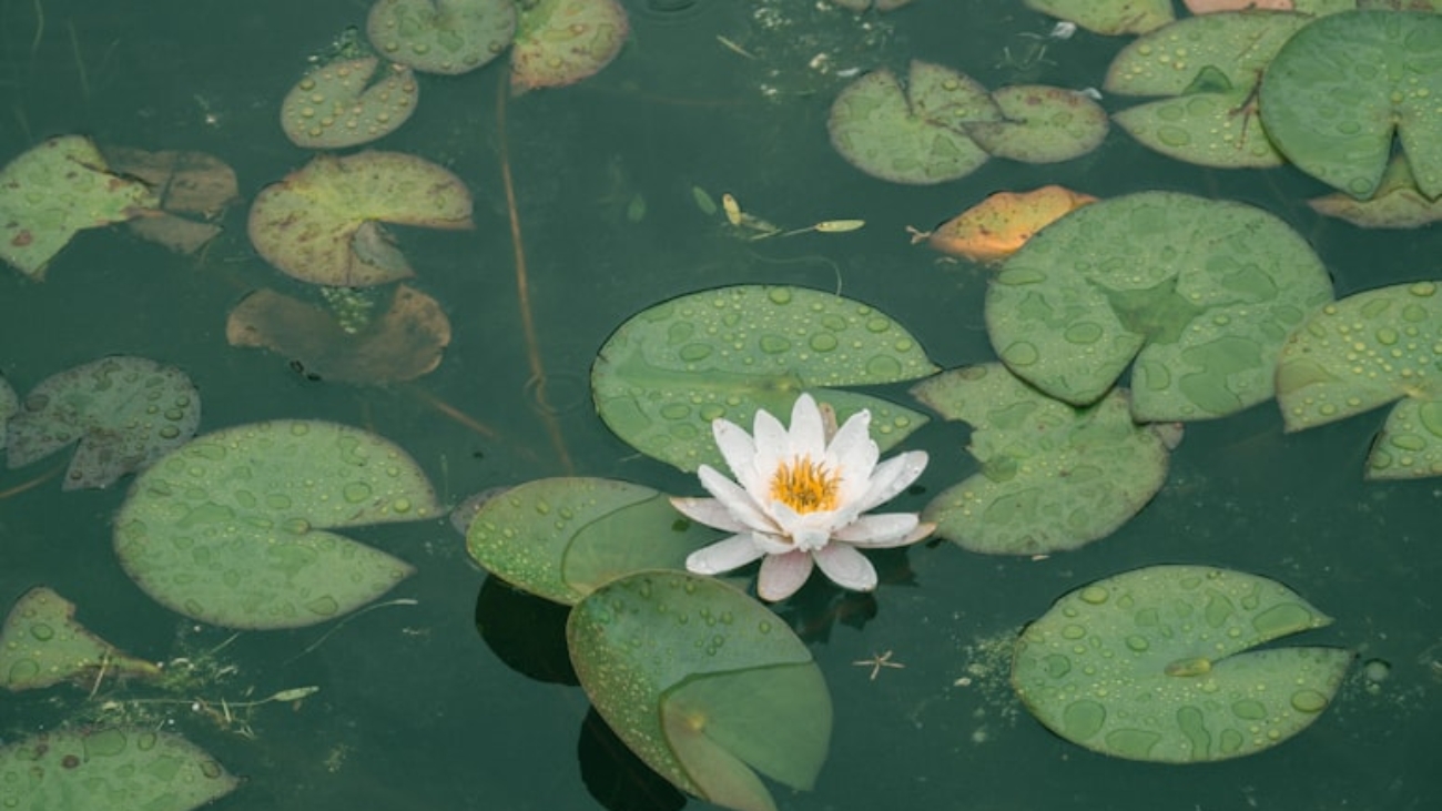 photo-1558438102-64c19e995a44