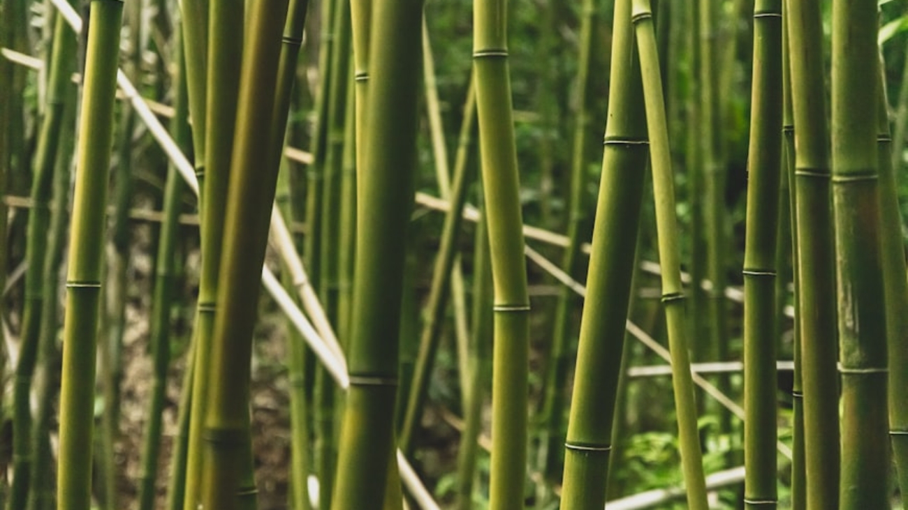 photo-1570917457259-fadfcd29e378