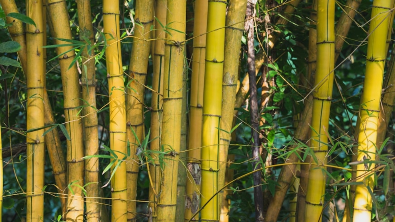 photo-1584747296162-a3a0a3136bca