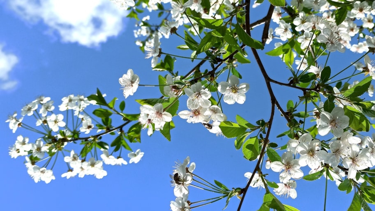 photo-1586952205040-22514ffab1a1