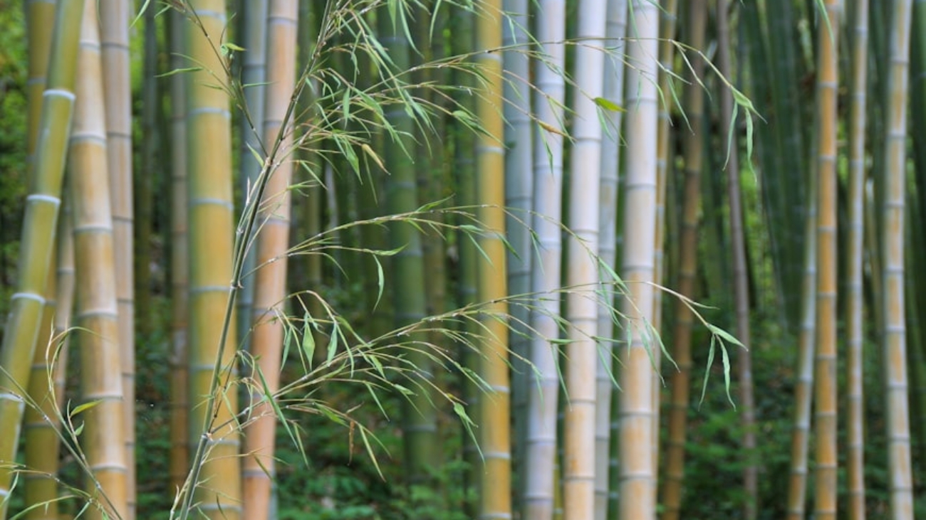 photo-1594843177984-95367ac98040