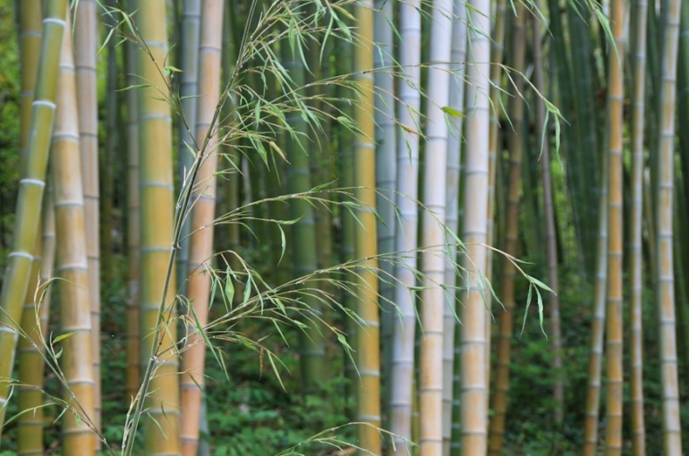 photo-1594843177984-95367ac98040