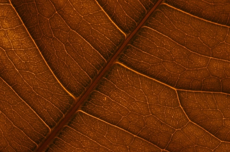 photo-1604162953277-caf22e545661