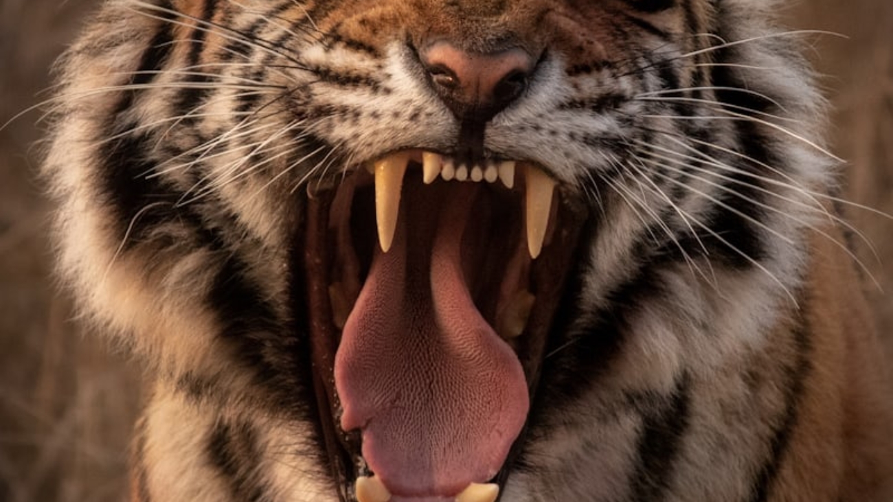 photo-1615963244664-5b845b2025ee