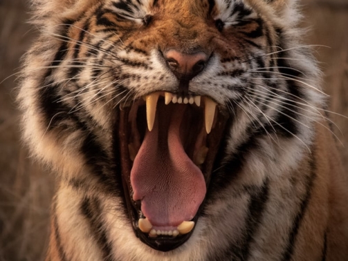 photo-1615963244664-5b845b2025ee