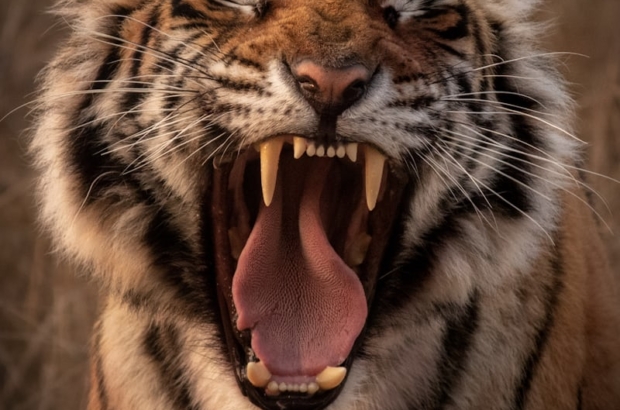 photo-1615963244664-5b845b2025ee