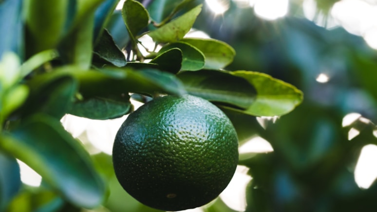 photo-1621426909164-e27d494cde02