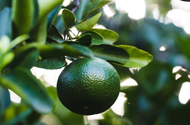 photo-1621426909164-e27d494cde02